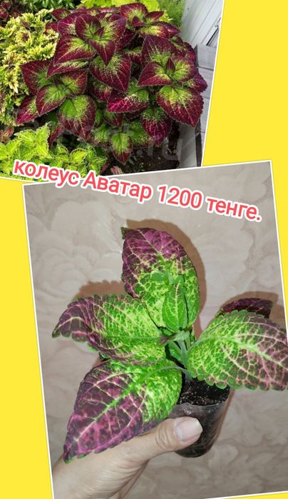 Продам комнатные цветы