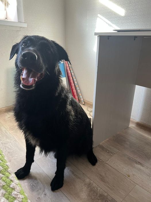 Животное собака,,