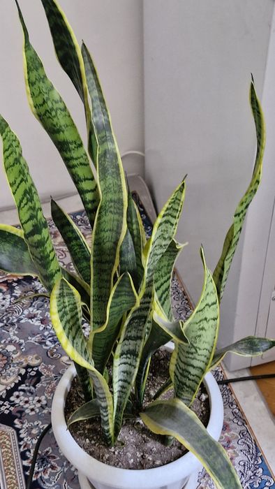 Комнатные цветы продам