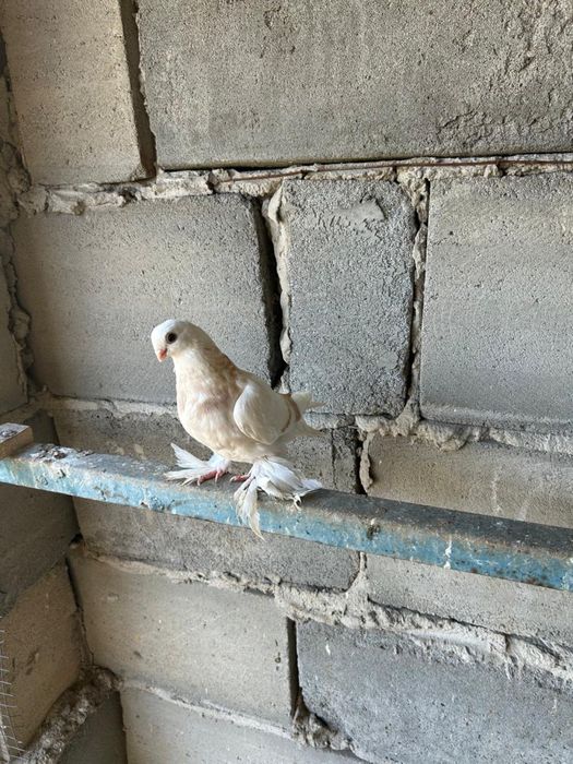 Продам голубей разных мастей