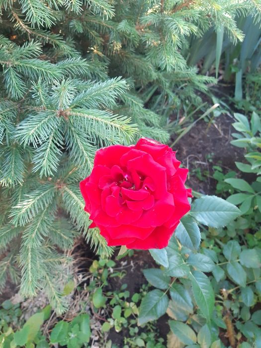 Продам дачу фёдоравка