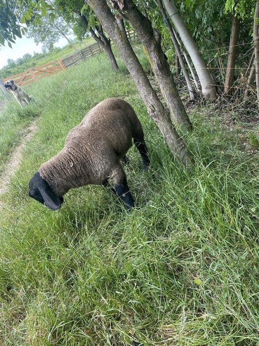 Vand berbecut suffolk