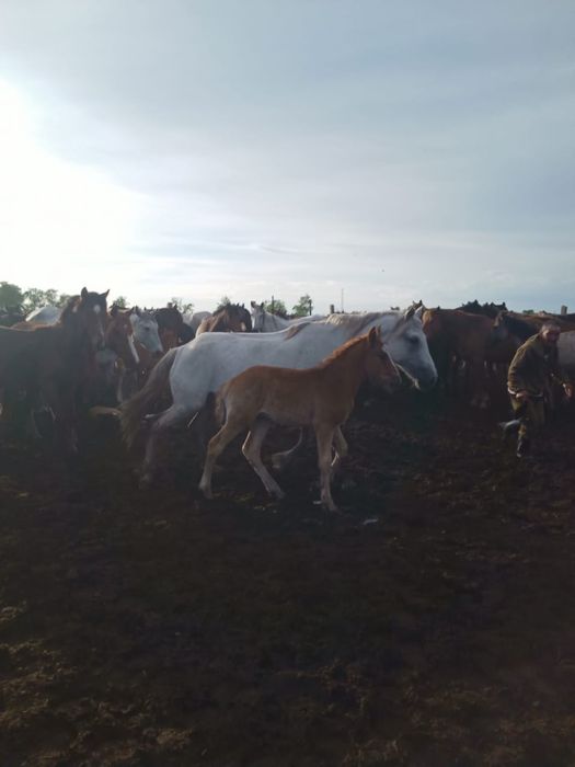 Продам кабылы с жеребенком