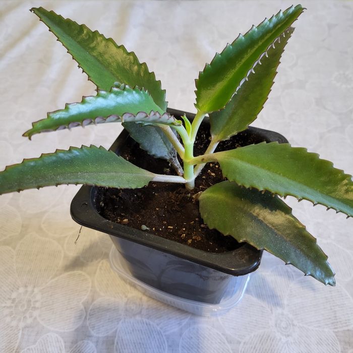 Каланхоэ Дегремона (Каланхоэ лечебный)