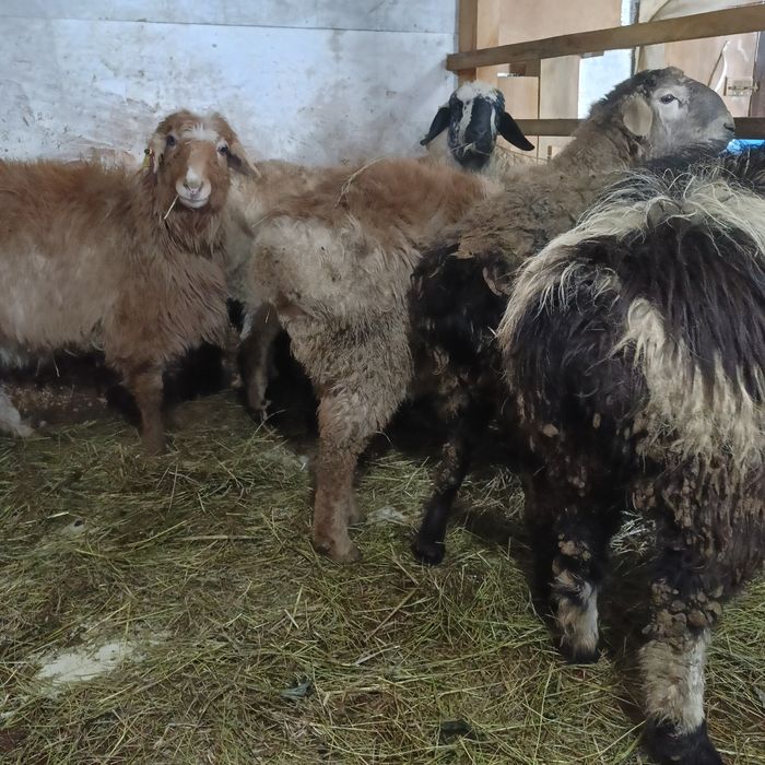 Продам баран жирные