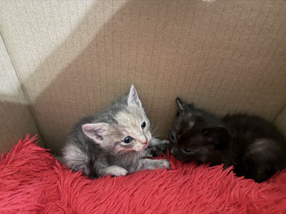 Отдам голубоглазых котят бесплатно в хорошие, добрые руки!