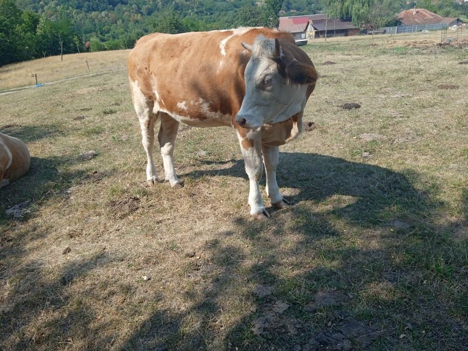 Vănd vacă și junincă