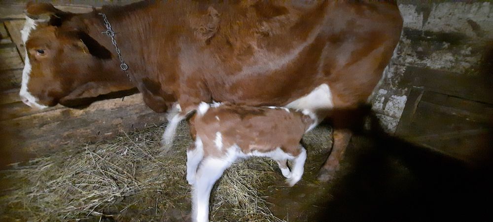 Vînd  vacă fătată