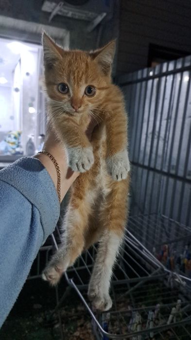 Отдам котят в добрые руки