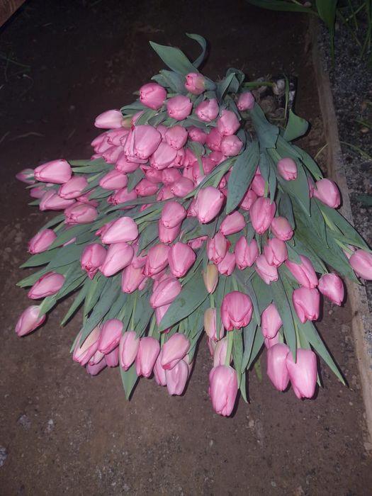 Тюльпан крупный местный