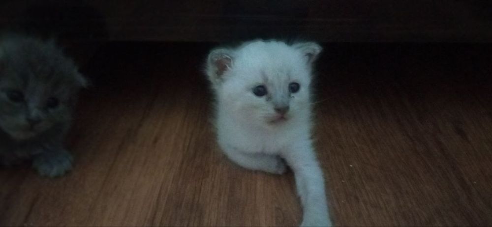 Skottish flod  toza zotlik 100%