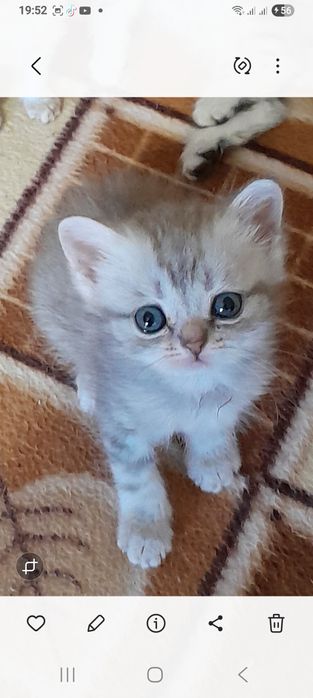 Шотландские котята