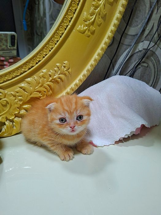 Вислоухие вислоухая Котята кошки шотландски(е)(й) котёнок шотландская