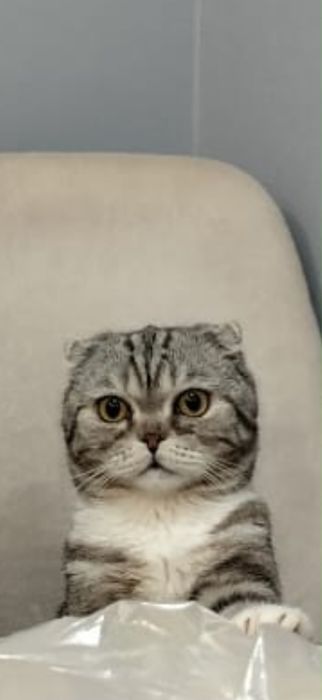 Отдам Кошка бесплатно в добрые руки