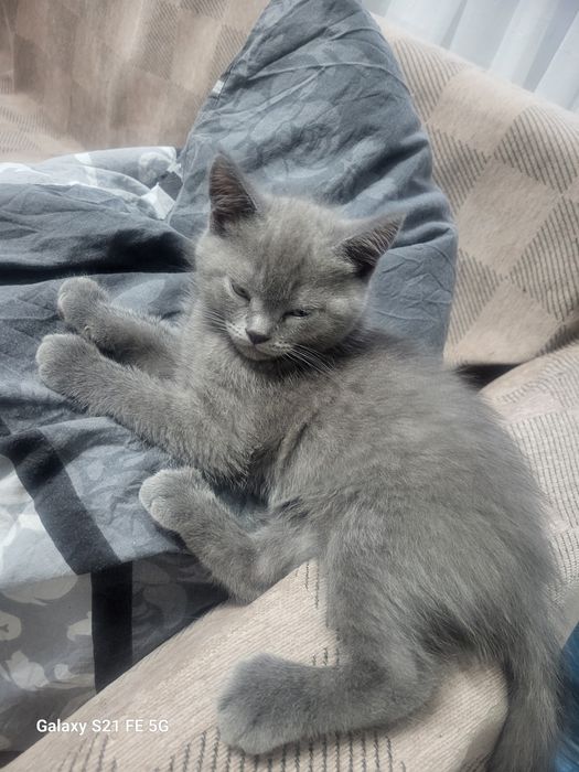 Британский котик