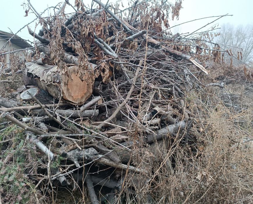 Утин (Дрова, Oʻtin) сотамиз, мевали дарахтларники.