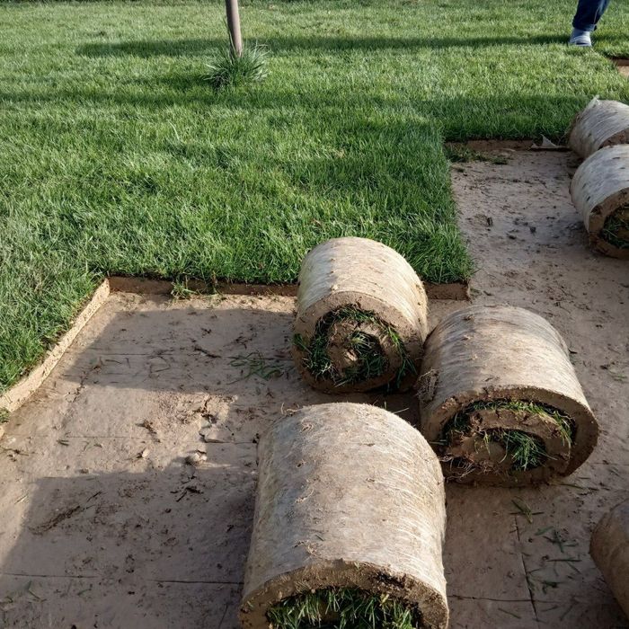 Газон руллонивий