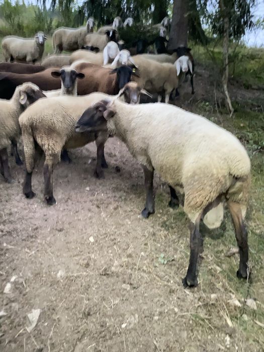 Oi de vanzare mai multe detali la telefon