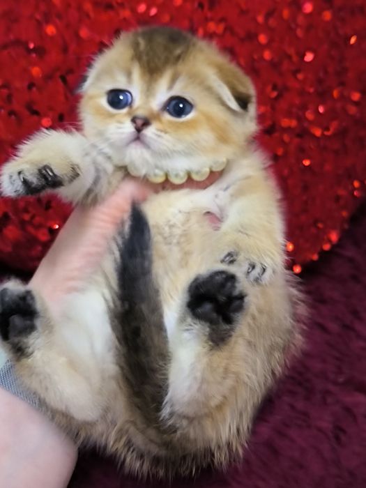 Шикарные чистокровные котята