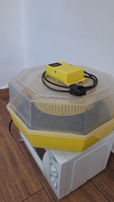 Incubator cleo 5