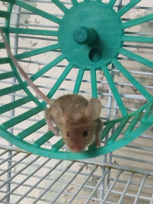 Сатиновые ( шолковые) мышки