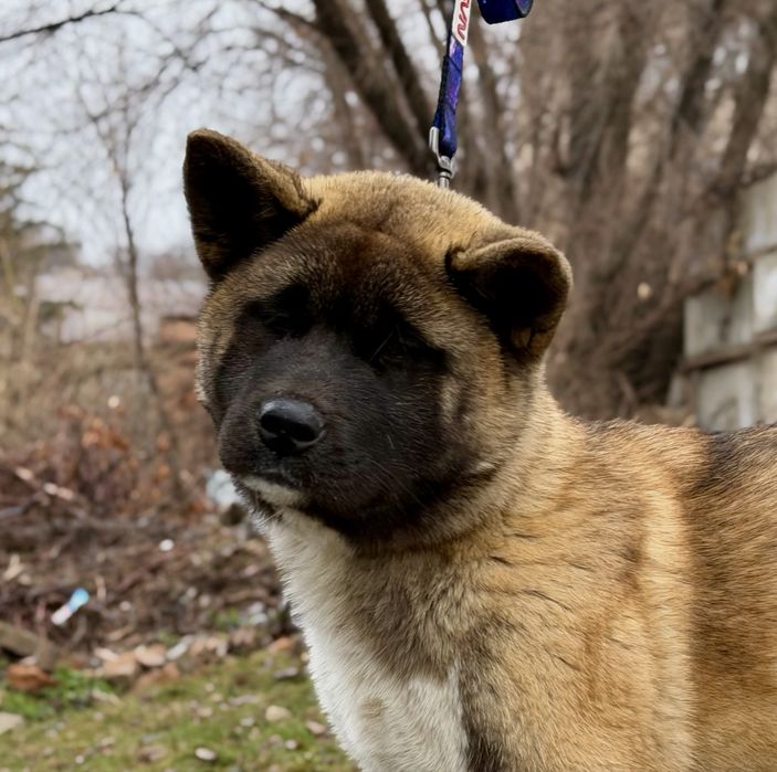 Щенки американской акиты