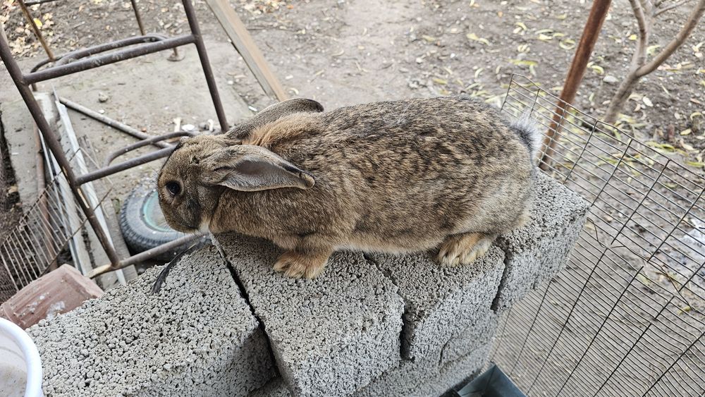 Она бола куёнла сотилади