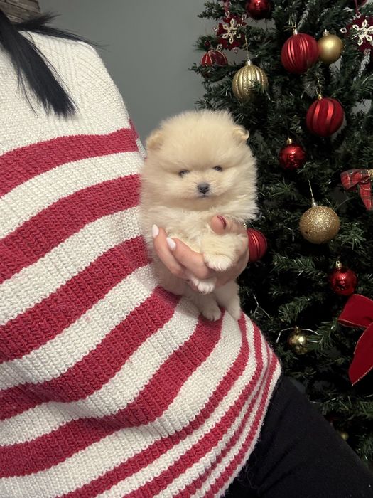 Померан две момчета и едно момиче