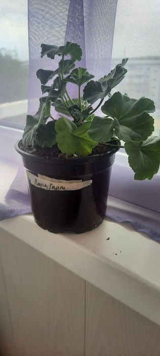 Продам пеларгонии