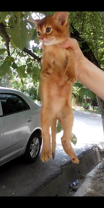Продаётся котёнок