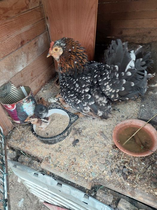 Vând closca iopana cu 6 pui