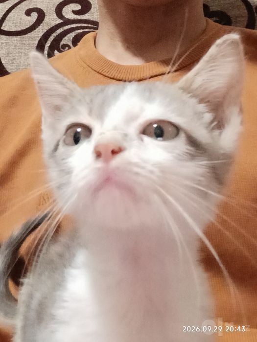 Котенок Лаки в добрые руки