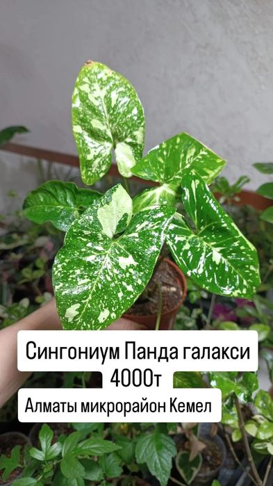 Комнатные растения