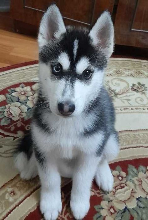 Девочка родилась 14февраля красотка с разными глазами читайте опесание