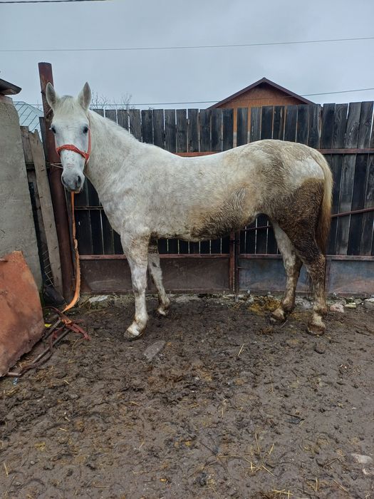 De vanzare iapa de 6 ani