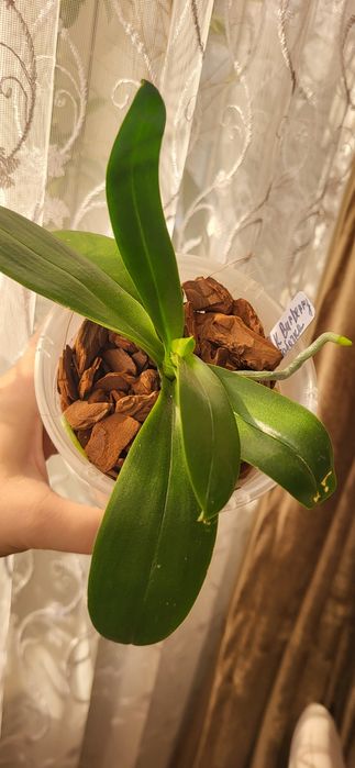 Распродажа Орхидей из домашней коллекции