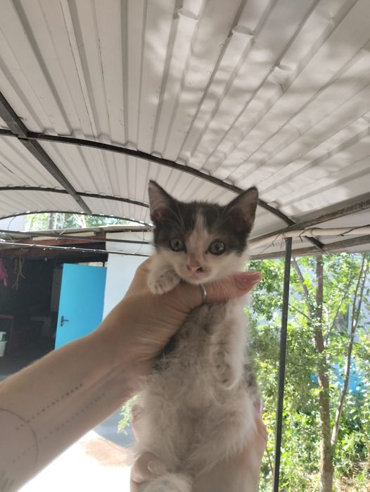 Отдам котят девочки