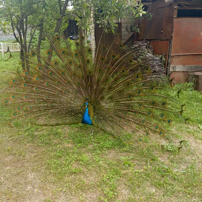 Перья Индийского Павлина