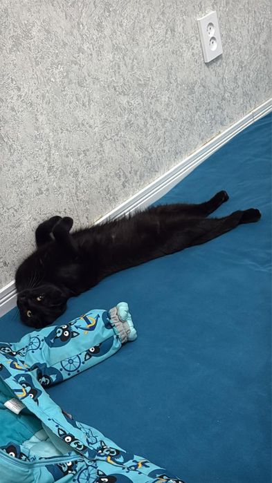 Кошка кастрированная девочка продаётся