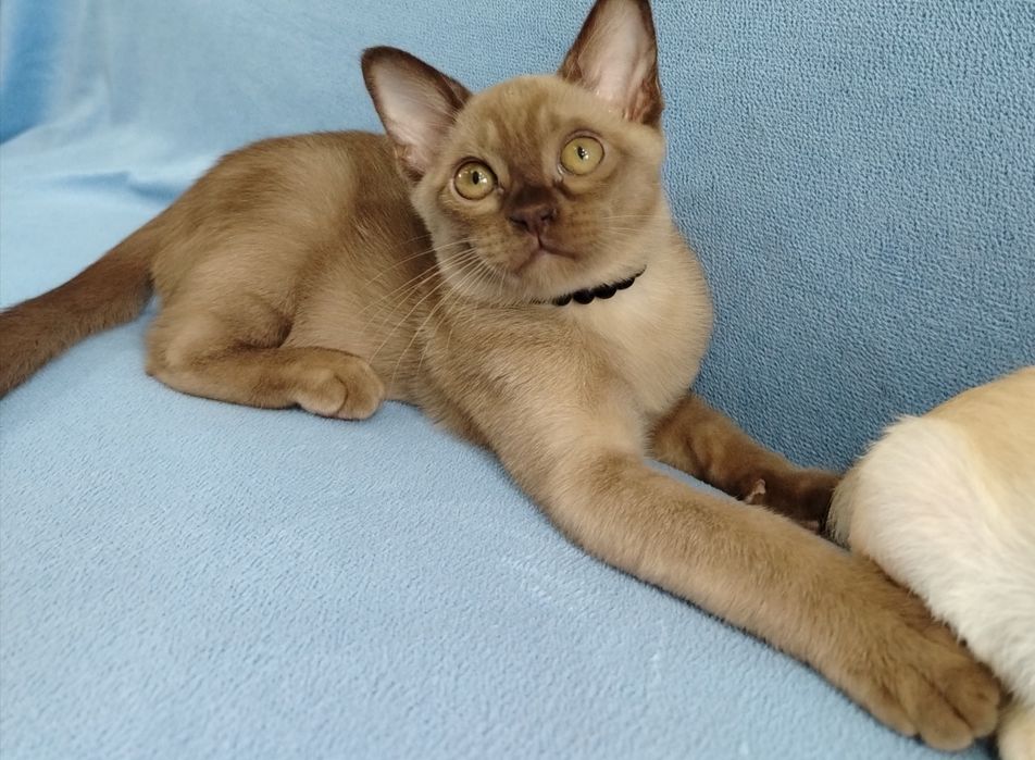 Европейская бурма.