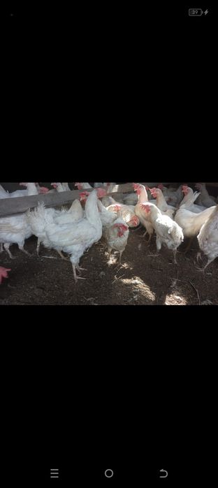 Продам кур несущек