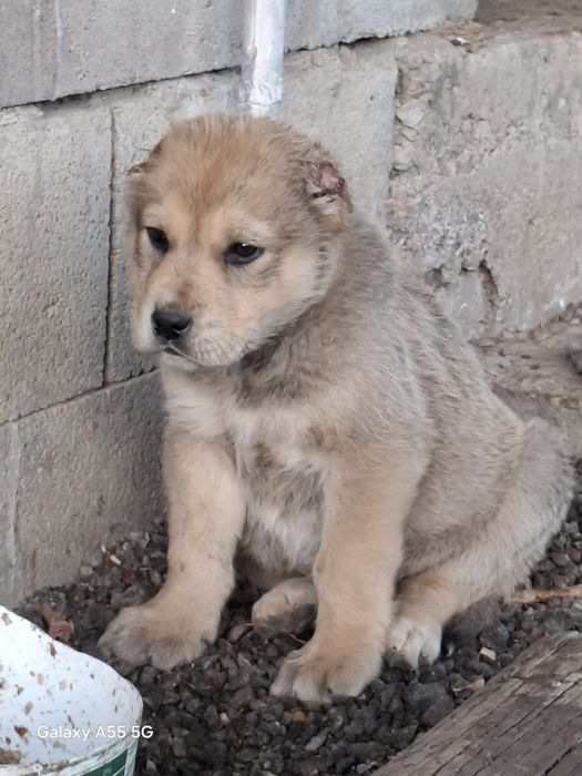 Алабай күшік сатылады