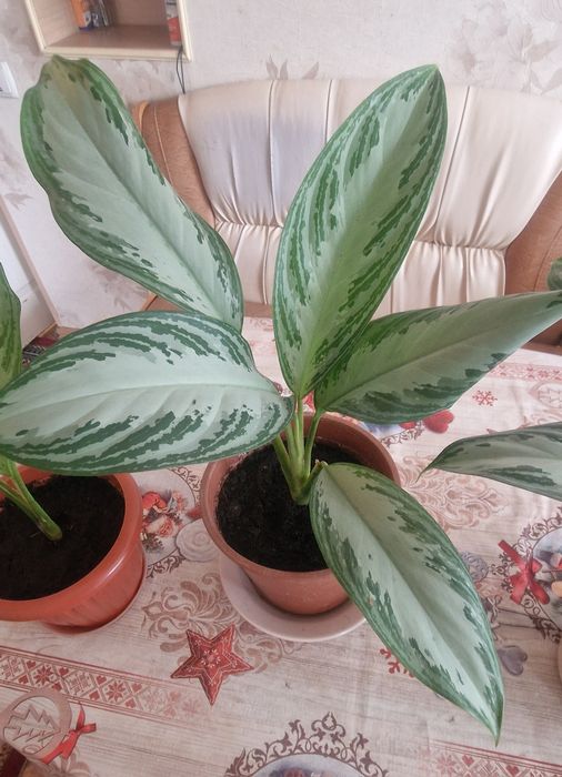 Комнатные цветы.