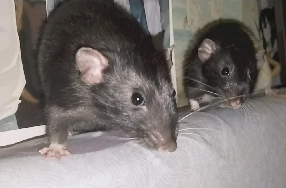 Продам крыс 2 мальчика