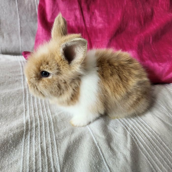 Iepurasi  cauta familie