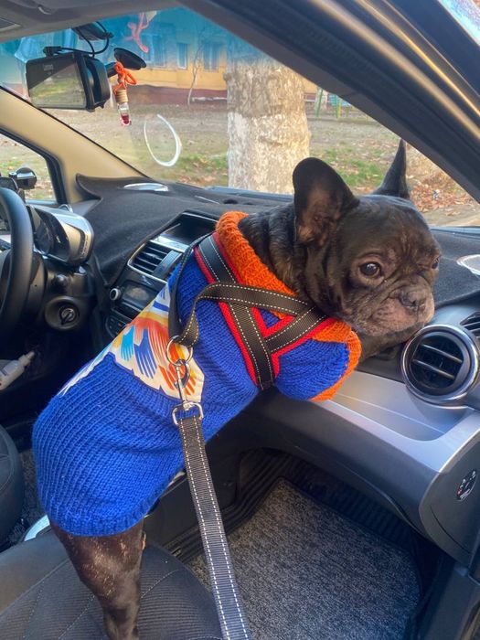 Вязаная одежда для собак и кошек