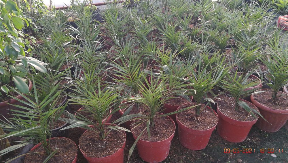 Palma Finik kanarskiy Kóchati