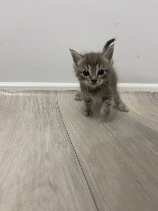 Семь энергичных котят