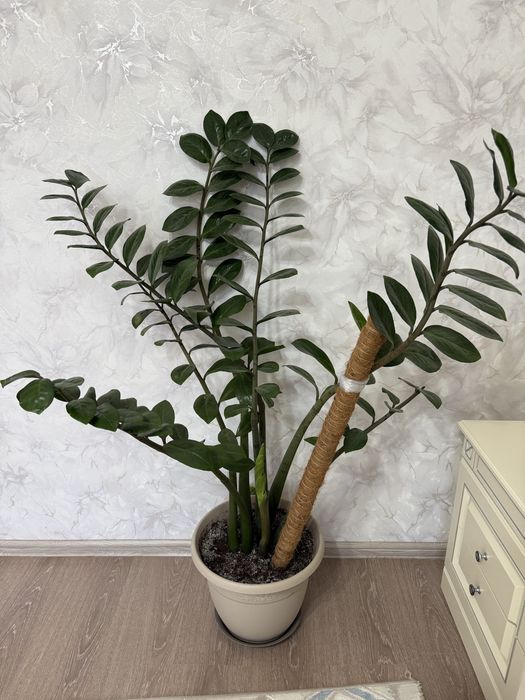 Продам большое денежное дерево