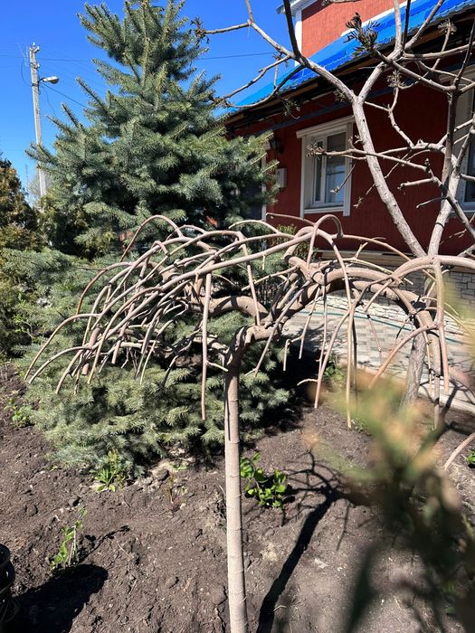 Саженцы---цветы.